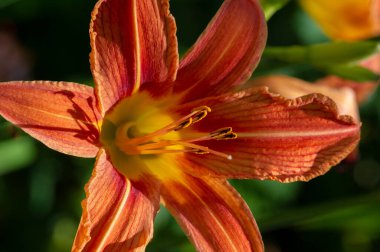 Lilium lancifolium - Çin, Japonya, Kore ve Rusya 'nın uzak doğusunda yetişiyor. Kuzey Amerika 'nın doğusunda pek çok dağınık yerde vatandaşlığa getirilen turuncu-siyah çiçeklerden oluşan süs bitkisi.