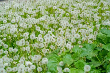 Yabani çiçek (yabani çiçek), yabani doğada yetişen, yani kasten tohum ekilmemiş veya ekilmemiş bir çiçektir..