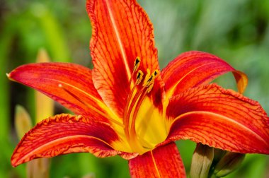 Lilium lancifolium - Çin, Japonya, Kore ve Rusya 'nın uzak doğusunda yetişiyor. Kuzey Amerika 'nın doğusunda pek çok dağınık yerde vatandaşlığa getirilen turuncu-siyah çiçeklerden oluşan süs bitkisi.