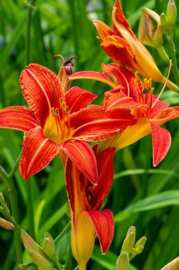 Lilium lancifolium - Çin, Japonya, Kore ve Rusya 'nın uzak doğusunda yetişiyor. Kuzey Amerika 'nın doğusunda pek çok dağınık yerde vatandaşlığa getirilen turuncu-siyah çiçeklerden oluşan süs bitkisi.