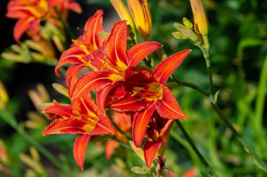 Lilium lancifolium - Çin, Japonya, Kore ve Rusya 'nın uzak doğusunda yetişiyor. Kuzey Amerika 'nın doğusunda pek çok dağınık yerde vatandaşlığa getirilen turuncu-siyah çiçeklerden oluşan süs bitkisi.