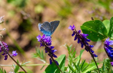 Yabani çiçek (yabani çiçek), yabani doğada yetişen, yani kasten tohum ekilmemiş veya ekilmemiş bir çiçektir..