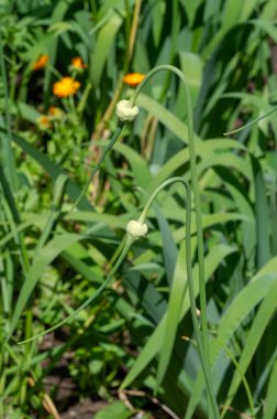 Yabani çiçek (yabani çiçek), yabani doğada yetişen, yani kasten tohum ekilmemiş veya ekilmemiş bir çiçektir..