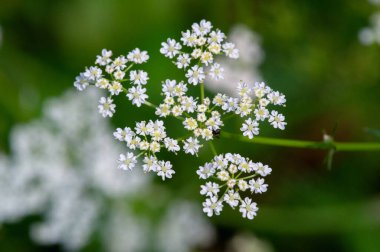Yabani çiçek (yabani çiçek), yabani doğada yetişen, yani kasten tohum ekilmemiş veya ekilmemiş bir çiçektir..
