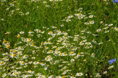 Yabani çiçek (yabani çiçek), yabani doğada yetişen, yani kasten tohum ekilmemiş veya ekilmemiş bir çiçektir..