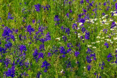 Yabani çiçek (yabani çiçek), yabani doğada yetişen, yani kasten tohum ekilmemiş veya ekilmemiş bir çiçektir..