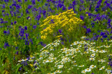 Yabani çiçek (yabani çiçek), yabani doğada yetişen, yani kasten tohum ekilmemiş veya ekilmemiş bir çiçektir..