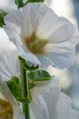 Mallow - yapraklı sebze şeklinde yenilebilir çiçek. 