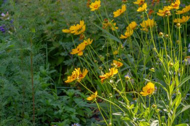 Yabani çiçek (yabani çiçek), yabani doğada yetişen, yani kasten tohum ekilmemiş veya ekilmemiş bir çiçektir..