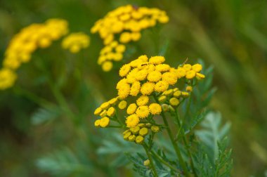 Yabani çiçek (yabani çiçek), yabani doğada yetişen, yani kasten tohum ekilmemiş veya ekilmemiş bir çiçektir..