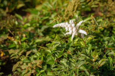 Yabani çiçek (yabani çiçek), yabani doğada yetişen, yani kasten tohum ekilmemiş veya ekilmemiş bir çiçektir..