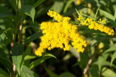 Genellikle altın ağaç olarak adlandırılan Saltago çiçeği, Kuzey Amerika 'dan gelir, Meksika' dan Güney Amerika ve Avrasya 'ya kadar olanlar da dahil olmak üzere..