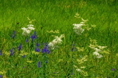 Yabani çiçek (yabani çiçek), yabani doğada yetişen, yani kasten tohum ekilmemiş veya ekilmemiş bir çiçektir..