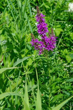 Yabani çiçek (yabani çiçek), yabani doğada yetişen, yani kasten tohum ekilmemiş veya ekilmemiş bir çiçektir..