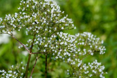 Yabani çiçek (yabani çiçek), yabani doğada yetişen, yani kasten tohum ekilmemiş veya ekilmemiş bir çiçektir..