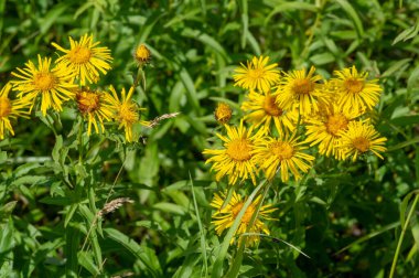Yabani çiçek (yabani çiçek), yabani doğada yetişen, yani kasten tohum ekilmemiş veya ekilmemiş bir çiçektir..