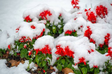 İlk kar, karla kaplı çiçekler, ılık sonbaharın sonu, buzlar gelir.