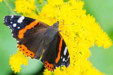 Solidago, yaygın olarak altın tozu olarak bilinir, geleneksel bir böbrek toniğinde, iltihabı önlemek için bitkisel ilaç uzmanları tarafından kullanılır. Kelebek Vanessa Atalanta, Kızıl Amiral.