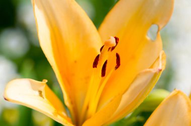 Zambak zambakları Lily - Çiçekler büyük, genellikle hoş kokulu ve beyaz, sarı, portakal, pembe, kırmızı ve mor gibi çok çeşitli renklerde sunulurlar. İşaretleme noktalar ve fırça darbelerini içerir.