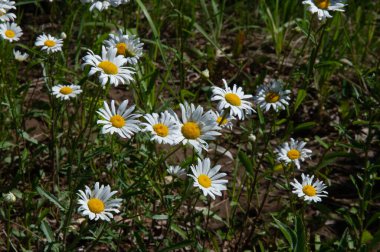 Matricaria chamomilla, Latince 'de, matrisin değerlerinden biri uterustur; Matricaria chamomilla yaygın olarak regl öncesi sendrom gibi jinekolojik hastalıkların tedavisinde kullanılır..