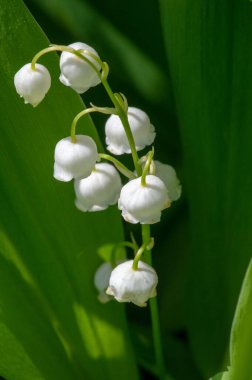 Convallaria majalis (vadideki zambak), zambak çiçeği düğünlerde kullanıldı ve çok pahalı olabilir. Uluslararası İşçi Bayramı 'nda vadi zambağı satmak Fransa' da bir gelenek haline geldi.