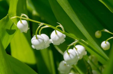 Convallaria majalis (vadideki zambak), zambak çiçeği düğünlerde kullanıldı ve çok pahalı olabilir. Uluslararası İşçi Bayramı 'nda vadi zambağı satmak Fransa' da bir gelenek haline geldi.