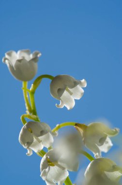 Convallaria majalis (vadideki zambak), zambak çiçeği düğünlerde kullanıldı ve çok pahalı olabilir. Uluslararası İşçi Bayramı 'nda vadi zambağı satmak Fransa' da bir gelenek haline geldi.
