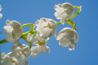 Convallaria majalis (vadideki zambak), zambak çiçeği düğünlerde kullanıldı ve çok pahalı olabilir. Uluslararası İşçi Bayramı 'nda vadi zambağı satmak Fransa' da bir gelenek haline geldi.