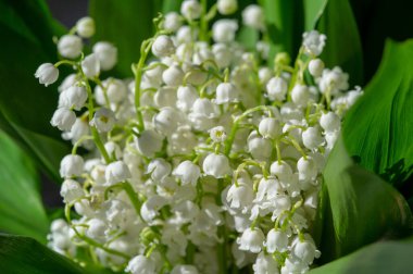 Convallaria majalis (vadideki zambak), zambak çiçeği düğünlerde kullanıldı ve çok pahalı olabilir. Uluslararası İşçi Bayramı 'nda vadi zambağı satmak Fransa' da bir gelenek haline geldi.