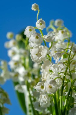Convallaria majalis (vadideki zambak), zambak çiçeği düğünlerde kullanıldı ve çok pahalı olabilir. Uluslararası İşçi Bayramı 'nda vadi zambağı satmak Fransa' da bir gelenek haline geldi.