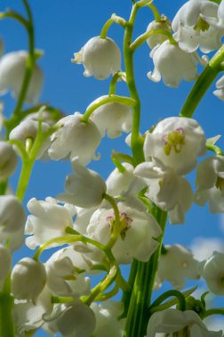 Convallaria majalis (vadideki zambak), zambak çiçeği düğünlerde kullanıldı ve çok pahalı olabilir. Uluslararası İşçi Bayramı 'nda vadi zambağı satmak Fransa' da bir gelenek haline geldi.