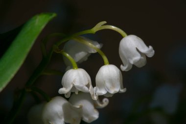 Convallaria majalis (vadideki zambak), zambak çiçeği düğünlerde kullanıldı ve çok pahalı olabilir. Uluslararası İşçi Bayramı 'nda vadi zambağı satmak Fransa' da bir gelenek haline geldi.