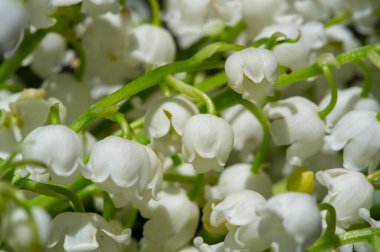 Convallaria majalis (vadideki zambak), zambak çiçeği düğünlerde kullanıldı ve çok pahalı olabilir. Uluslararası İşçi Bayramı 'nda vadi zambağı satmak Fransa' da bir gelenek haline geldi.