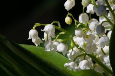 Convallaria majalis (vadideki zambak), zambak çiçeği düğünlerde kullanıldı ve çok pahalı olabilir. Uluslararası İşçi Bayramı 'nda vadi zambağı satmak Fransa' da bir gelenek haline geldi.
