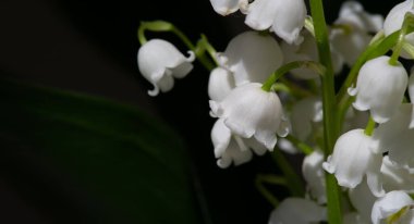 Convallaria majalis (vadideki zambak), zambak çiçeği düğünlerde kullanıldı ve çok pahalı olabilir. Uluslararası İşçi Bayramı 'nda vadi zambağı satmak Fransa' da bir gelenek haline geldi.