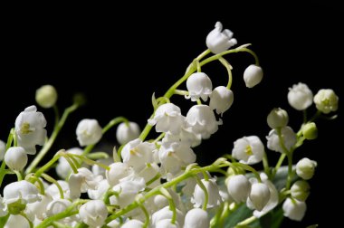 Convallaria majalis (vadideki zambak), zambak çiçeği düğünlerde kullanıldı ve çok pahalı olabilir. Uluslararası İşçi Bayramı 'nda vadi zambağı satmak Fransa' da bir gelenek haline geldi.