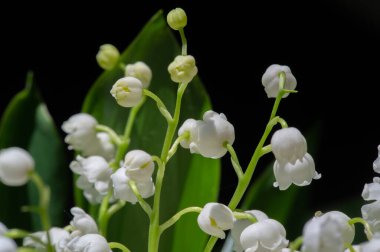 Convallaria majalis (vadideki zambak), zambak çiçeği düğünlerde kullanıldı ve çok pahalı olabilir. Uluslararası İşçi Bayramı 'nda vadi zambağı satmak Fransa' da bir gelenek haline geldi.