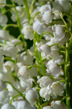 Convallaria majalis (vadideki zambak), zambak çiçeği düğünlerde kullanıldı ve çok pahalı olabilir. Uluslararası İşçi Bayramı 'nda vadi zambağı satmak Fransa' da bir gelenek haline geldi.