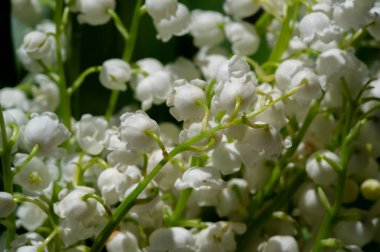 Convallaria majalis (vadideki zambak), zambak çiçeği düğünlerde kullanıldı ve çok pahalı olabilir. Uluslararası İşçi Bayramı 'nda vadi zambağı satmak Fransa' da bir gelenek haline geldi.