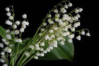 Convallaria majalis (vadideki zambak), zambak çiçeği düğünlerde kullanıldı ve çok pahalı olabilir. Uluslararası İşçi Bayramı 'nda vadi zambağı satmak Fransa' da bir gelenek haline geldi.