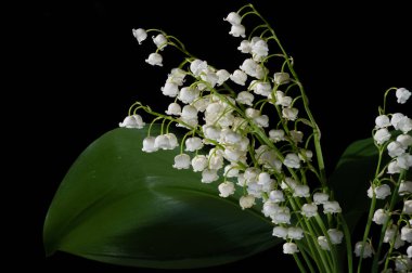 Convallaria majalis (vadideki zambak), zambak çiçeği düğünlerde kullanıldı ve çok pahalı olabilir. Uluslararası İşçi Bayramı 'nda vadi zambağı satmak Fransa' da bir gelenek haline geldi.