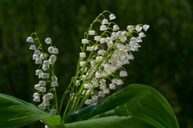 Convallaria majalis (vadideki zambak), zambak çiçeği düğünlerde kullanıldı ve çok pahalı olabilir. Uluslararası İşçi Bayramı 'nda vadi zambağı satmak Fransa' da bir gelenek haline geldi.