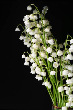 Convallaria majalis (vadideki zambak), zambak çiçeği düğünlerde kullanıldı ve çok pahalı olabilir. Uluslararası İşçi Bayramı 'nda vadi zambağı satmak Fransa' da bir gelenek haline geldi.