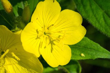 Oenothera Meksika ve Orta Amerika kökenli olabilir. Bazı Oenothera bitkilerinin yenilebilir parçaları vardır. O. biennis köklerinin genç bitkilerde yenilebildiği bildirilmiştir..
