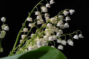 Convallaria majalis (vadideki zambak), zambak çiçeği düğünlerde kullanıldı ve çok pahalı olabilir. Uluslararası İşçi Bayramı 'nda vadi zambağı satmak Fransa' da bir gelenek haline geldi.