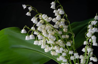 Convallaria majalis (vadideki zambak), zambak çiçeği düğünlerde kullanıldı ve çok pahalı olabilir. Uluslararası İşçi Bayramı 'nda vadi zambağı satmak Fransa' da bir gelenek haline geldi.