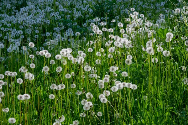 Taraxum Paardebloem Gebruikt Als Medicinale Plant Ronde Bollen Zilverkleurig Fruit — Stockfoto