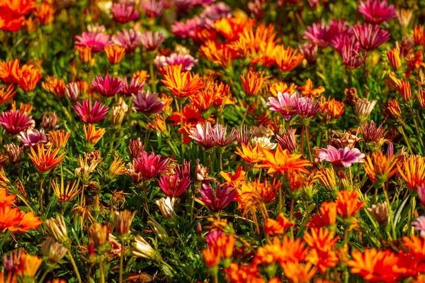 Gazania Jest Rodzajem Kwitnących Roślin Rodziny Astrowatych Które Rosną Południowej — Zdjęcie stockowe