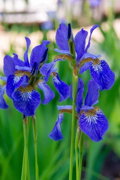 Iris Merecidamente Popular Tem Pétalas Delicadas Flores Levemente Perfumadas Com — Fotografia de Stock
