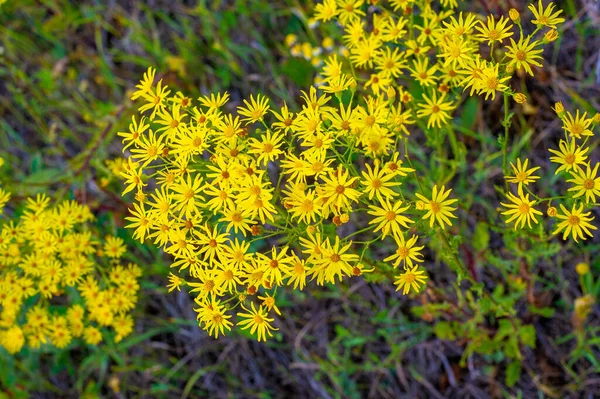 Heilkräuter Mit Gelben Blüten Hypericum Kraut Oder Strauch Mit Charakteristischen — Stockfoto